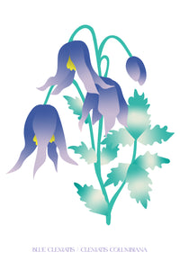 Blue Clematis Postcard