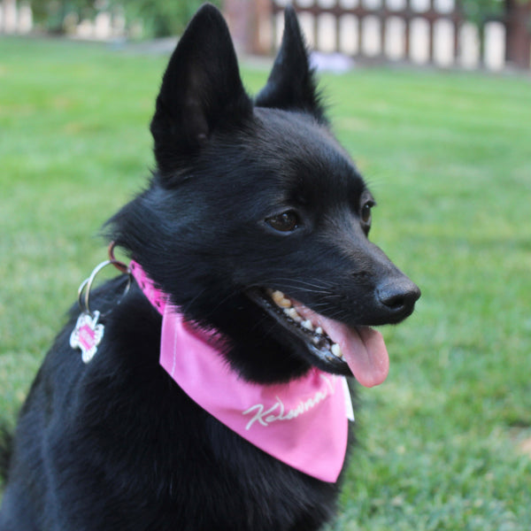 Bubblegum 'Kelowna Vibes' Pet Slip-On Bandana